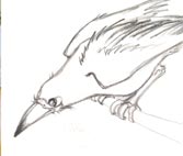 Planche préparatoire de Placide