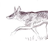 Planche préparatoire de Renard